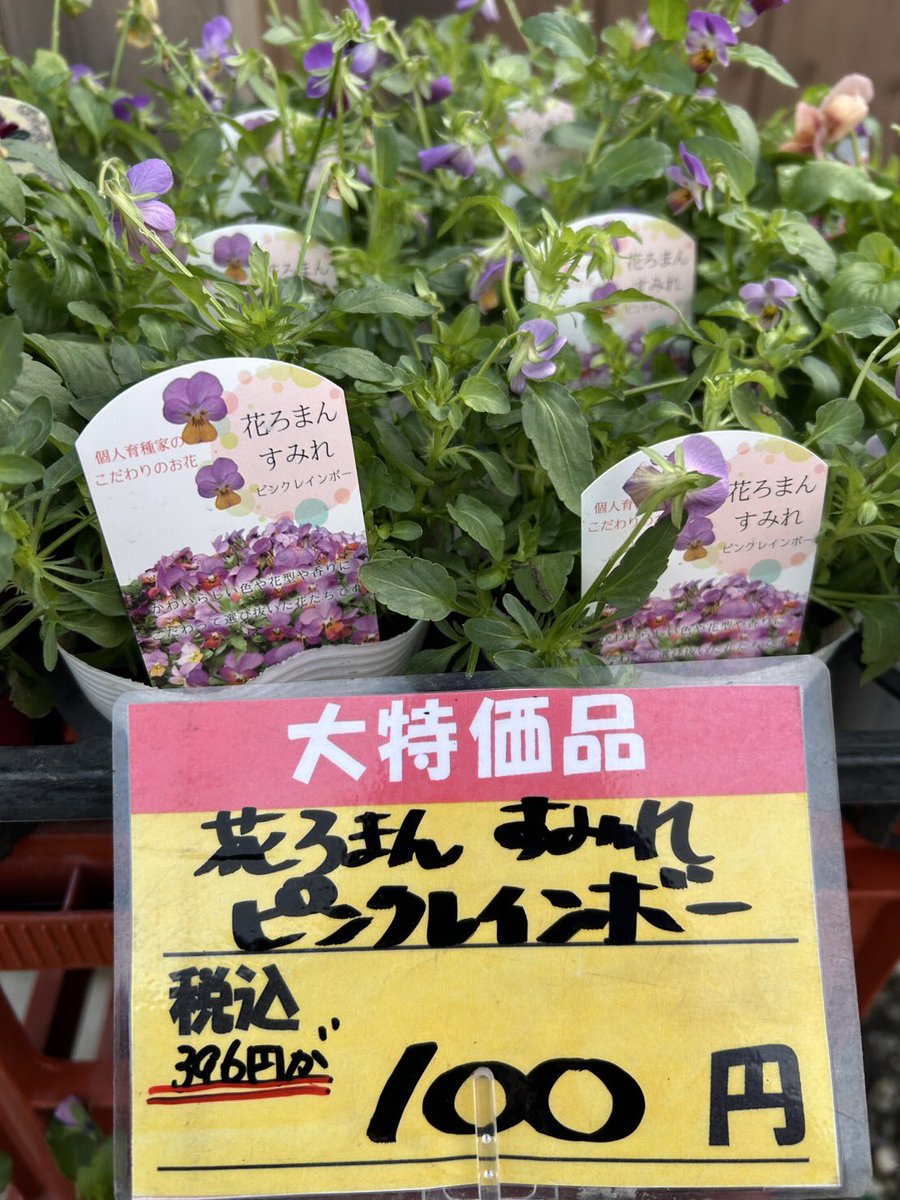 再値下げ❗️陶器製花鉢 紫と白の花 パレットショップ on X