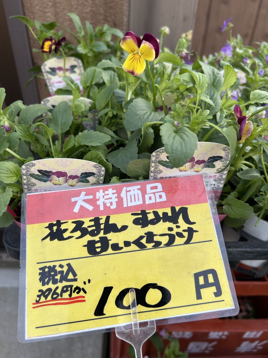 パレットショップ on X