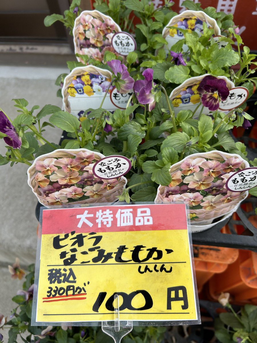 パレットショップ on X