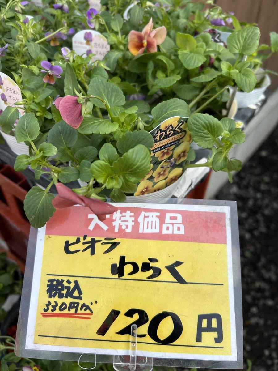 パレットショップ on X