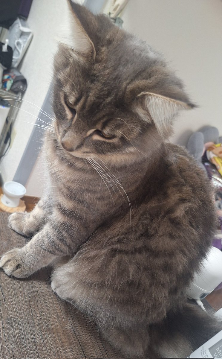 𓃠ℝ𝕪𝕒𝕟-ﾗｲｱﾝ- tweet media