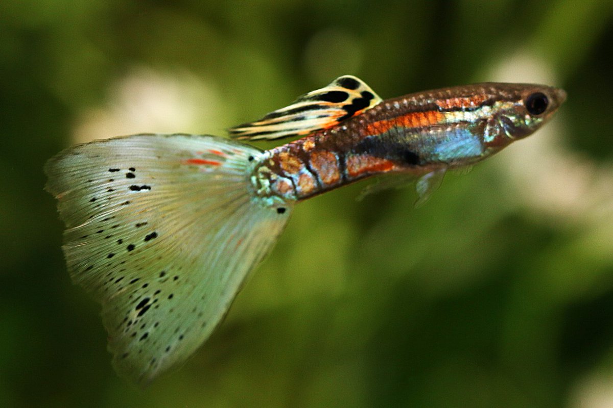 グッピページ 新生体情報！】 各種熱帯魚や、メダカ、海水魚等がきました！ 皆様のご