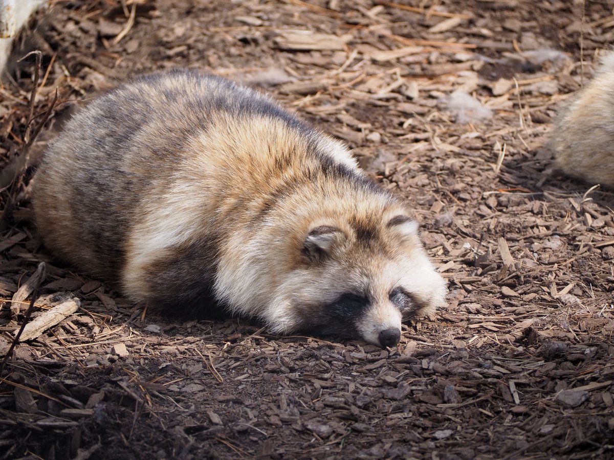 おててないないタヌキ
