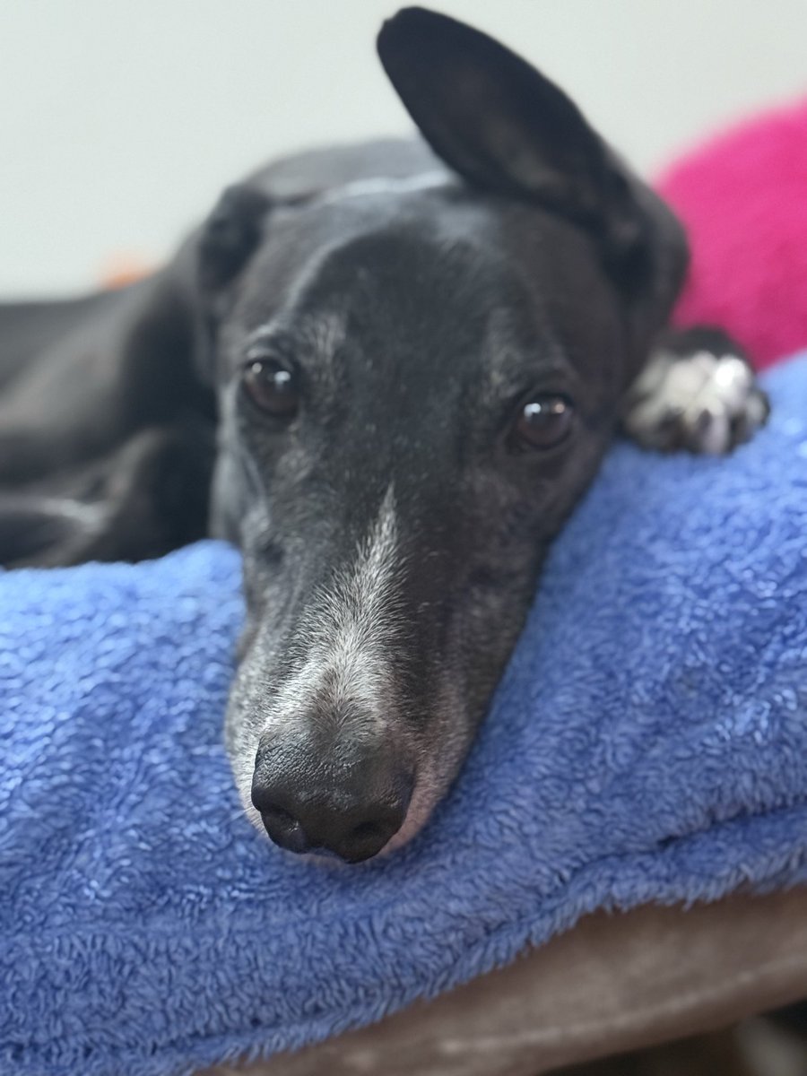 paddythegreyt's tweet image. They said “we’re going to the beach today”, 
that was 2 hours, 3 coffees and one lost car key ago #SendHelp #AdoptedGreyhound #PaddytheGreyhound #saturdaymorning