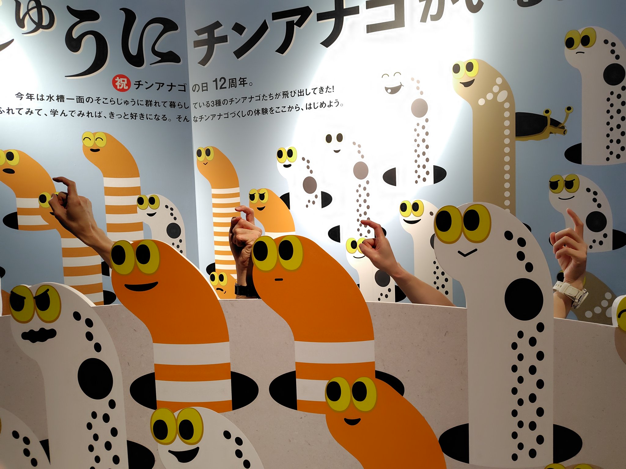 チンアナゴ すみだ水族館【公式】 on X: 