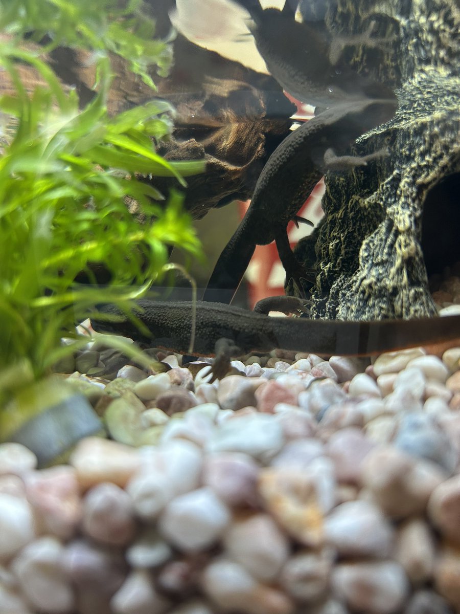 和楽ママ tweet media