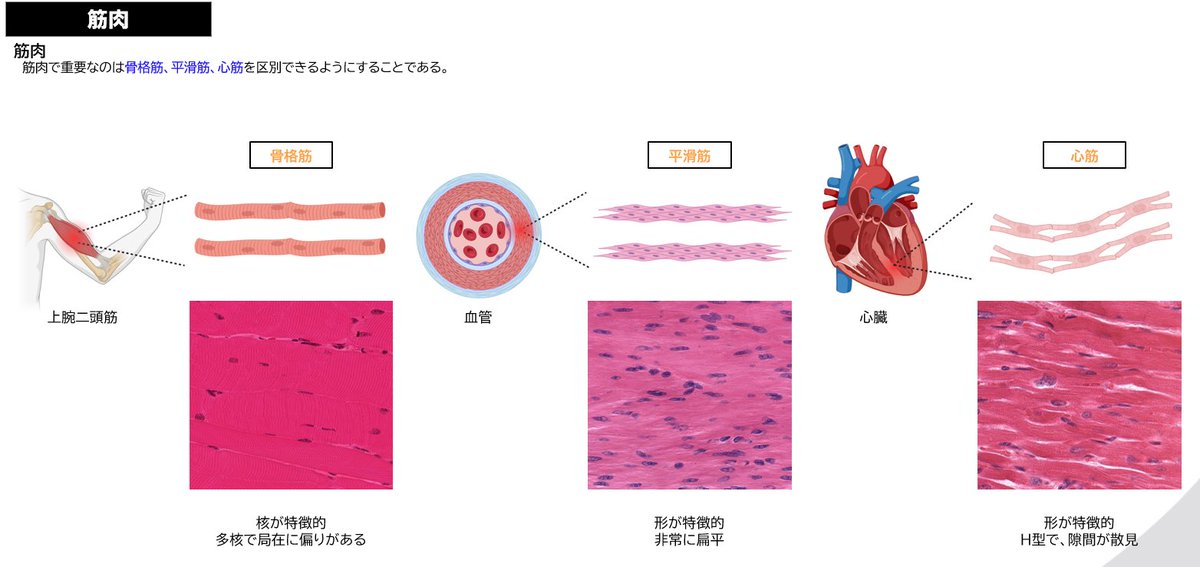 医学部学士編入塾Cell@予備校🧬 on X: 
