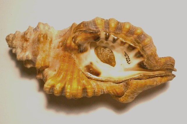 Turbjoke Museum on X