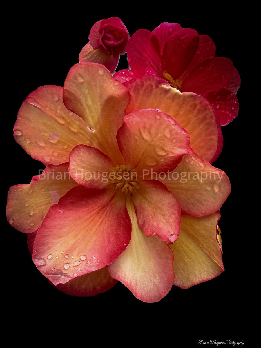 briHouges's tweet image. Orange  to red