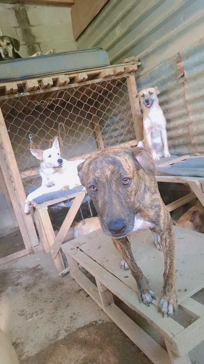 Estamos a cero alimento en el refugio... porfavor ayuda
Banco Agrícola 
3420611656

BAC
125260323

NICO
60049190

A nombre de Michelle Yescas

También nos ayudas mucho con compras en línea de alimento para los peludos.
<a href="/chrisstdark/">xtian</a> <a href="/JeannetteAguil1/">Jeannette Aguilar 🇸🇻 🇵🇸</a> <a href="/Olivetaa/">Mó</a> <a href="/eigggamweil/">Margarita Weil</a>