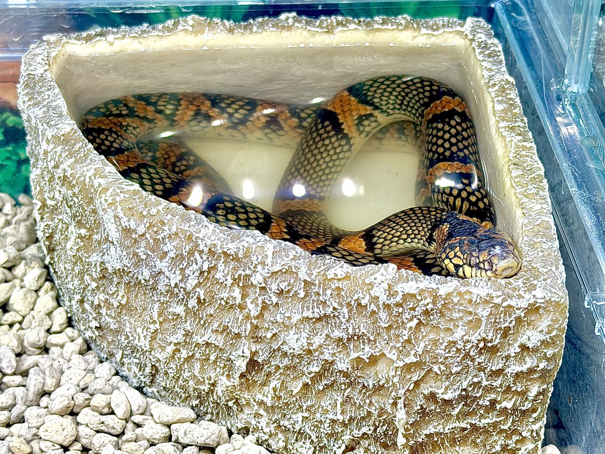 入浴中のアカマタ🐍
明るくても外にいるからずいぶん人に馴れたよね