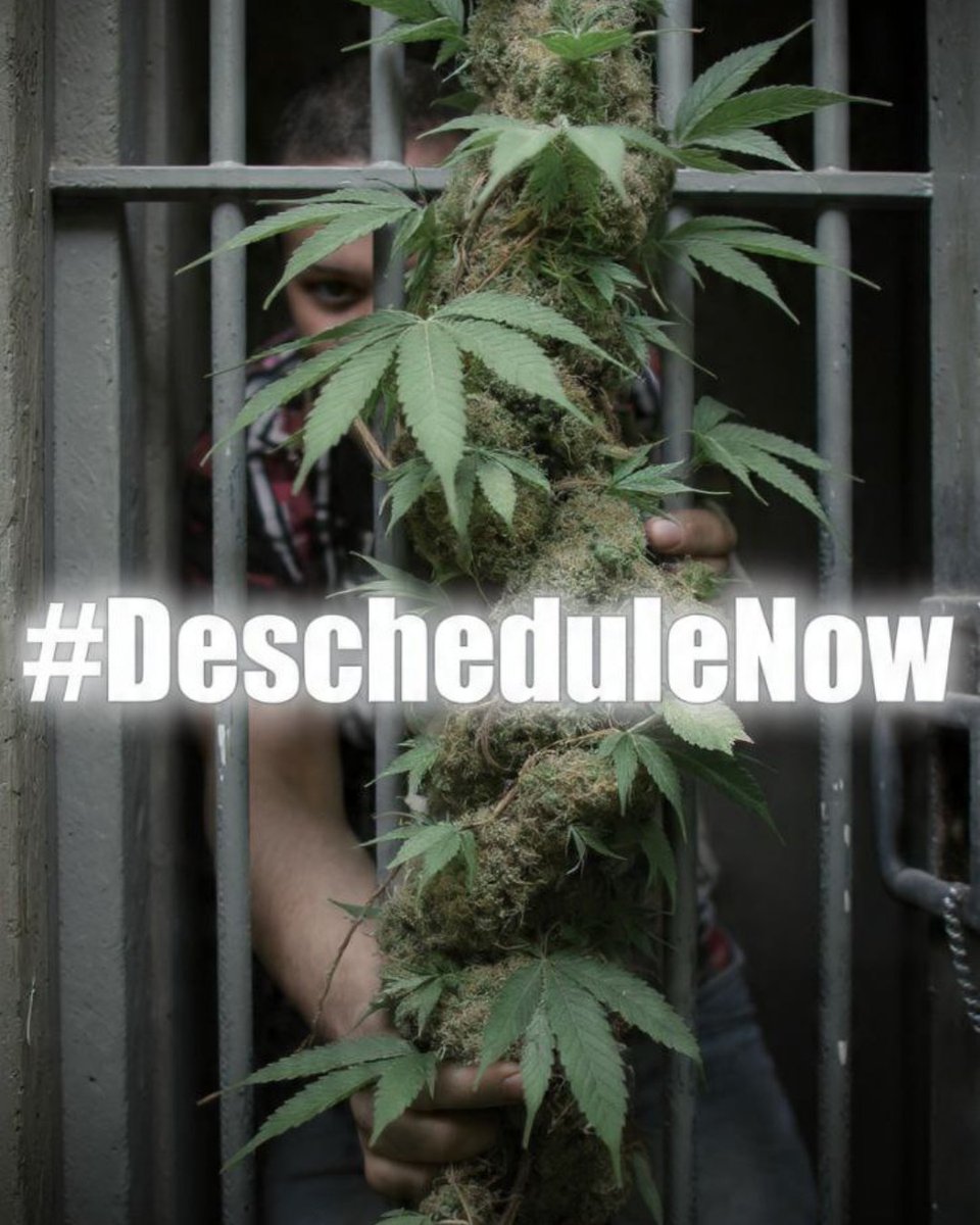 See the plant straining against those bars? That's the spirit of liberation, pushing back against outdated laws that imprison a healing plant and countless people. Our communities deserve better than broken systems. Rescheduling to Schedule III just keeps the bars up, making sure