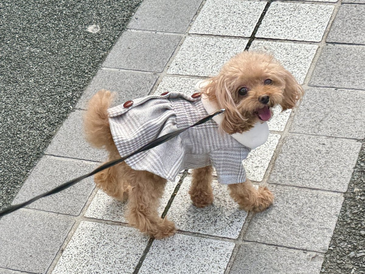 moca_toy's tweet photo. 近くのSAにお出かけ🐶💖
わんちゃんも人もたくさんいて楽しそうだった〜꜀^. ̫.^꜆🎶 https://t.co/8k2WFBz33i