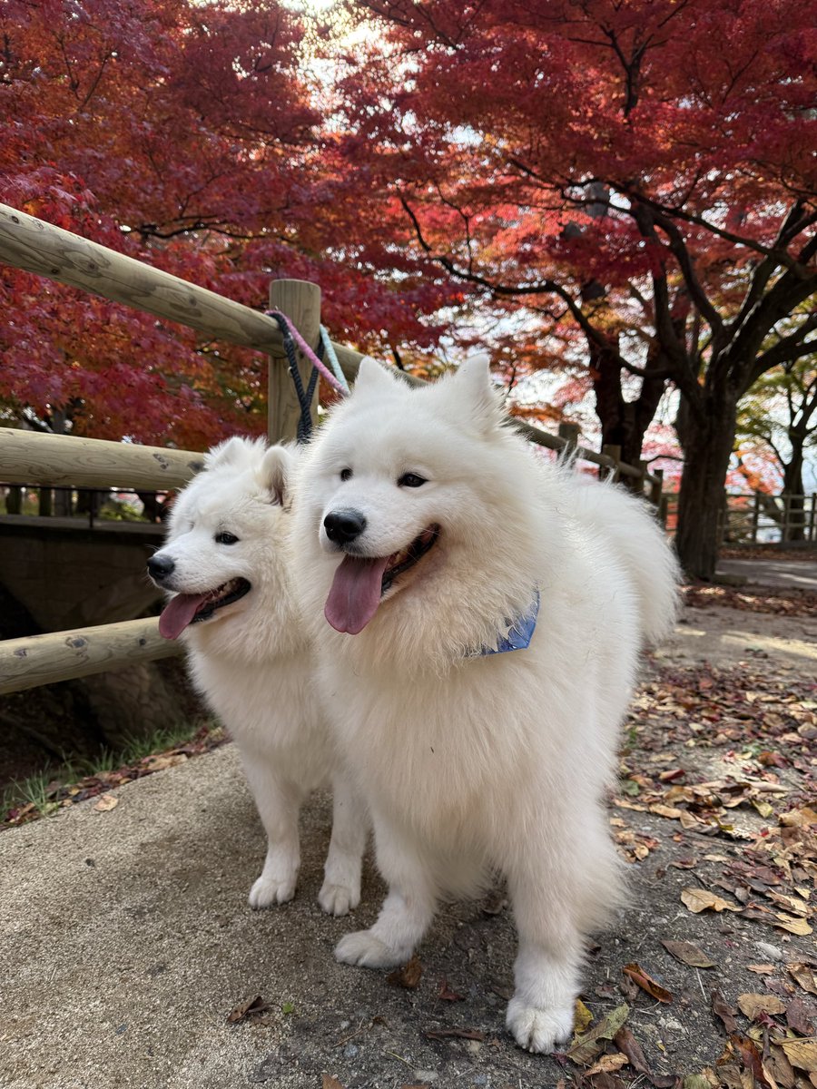 ST8jyno's tweet photo. 今日は散歩&amp;紅葉狩り
明日は那須ハイランドのサモフェスへ乗り込むぞ🐻‍❄️🐻‍❄️
#サモエド
#サモフェス
#那須ハイランド https://t.co/rsbXD05MU9
