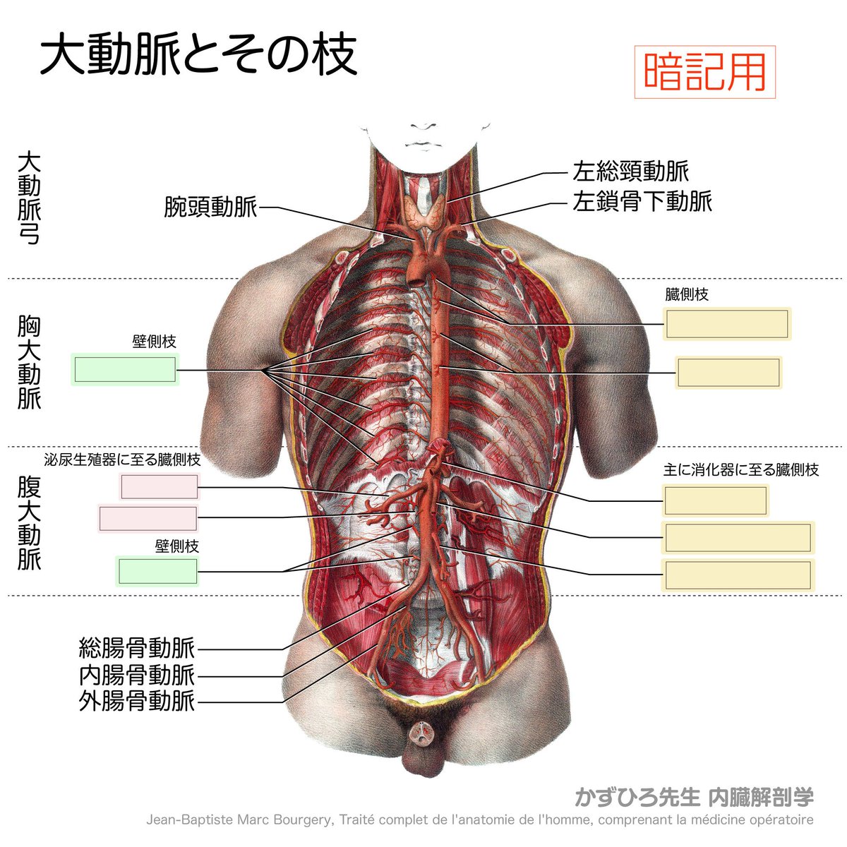 黒澤一弘（かずひろsensei）解剖学・教育・AI・指圧師・ラダック on X
