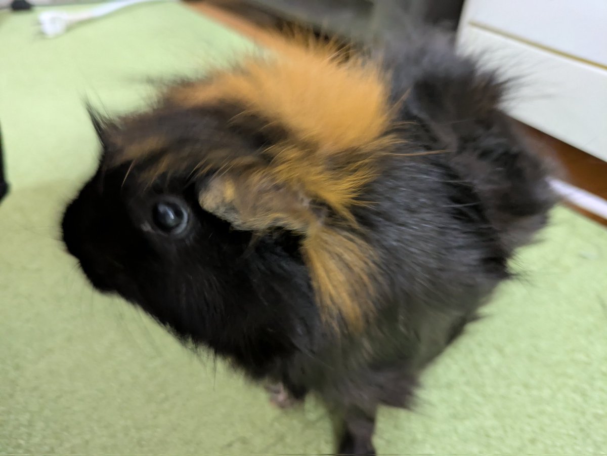 tenfuwa's tweet photo. ココちゃんは毛色が黒だから、表情を上手く撮ってあげられないんだけど可愛いお顔なんです〜
写真難しい…
#モルモット
#guineapig https://t.co/Fwa3g8MsSO