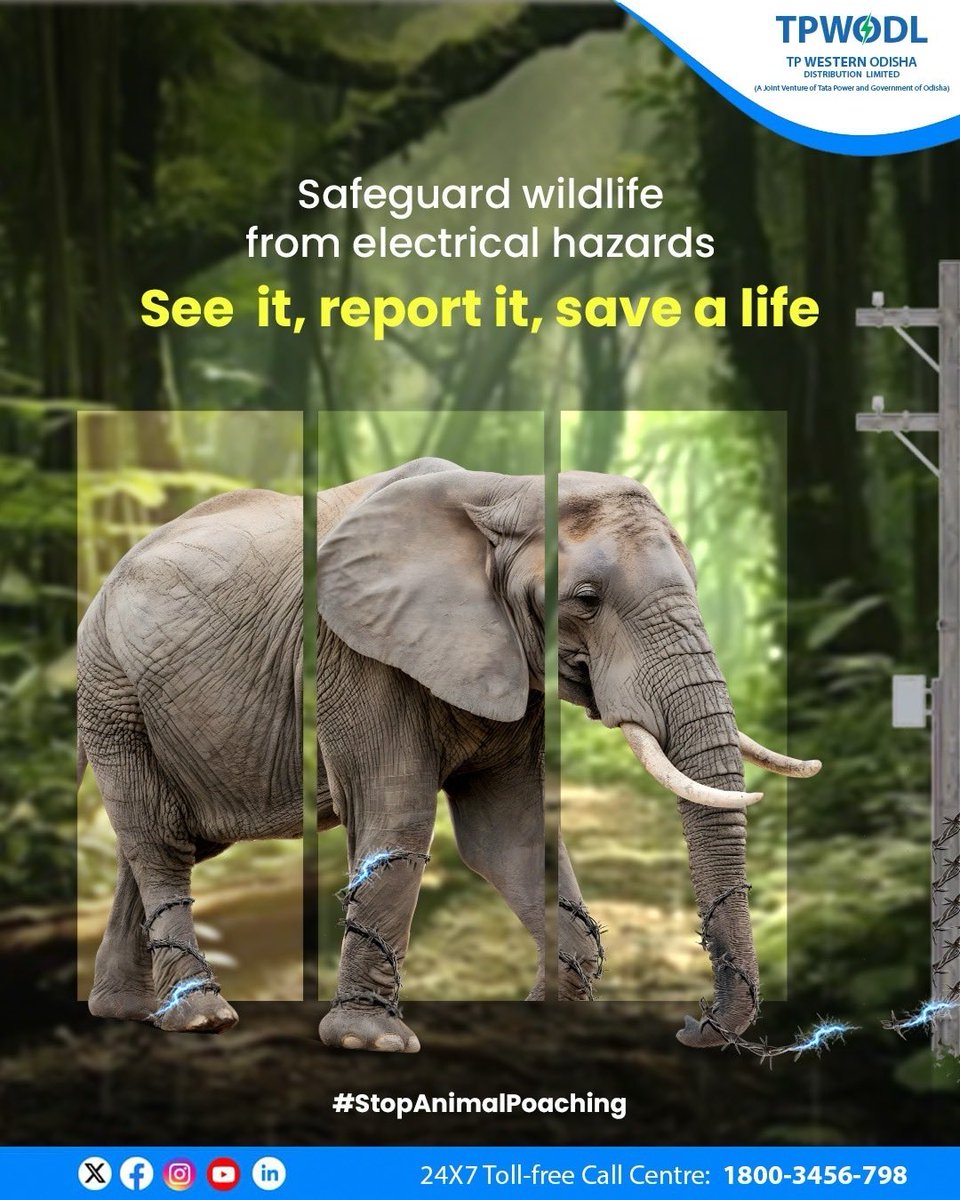 Live wire traps put wildlife at risk. Report unsafe power lines or poaching activities and help make our forests a safer place for every animal. 

#ProtectWildlife #StopAnimalPoaching #WildlifeProtection