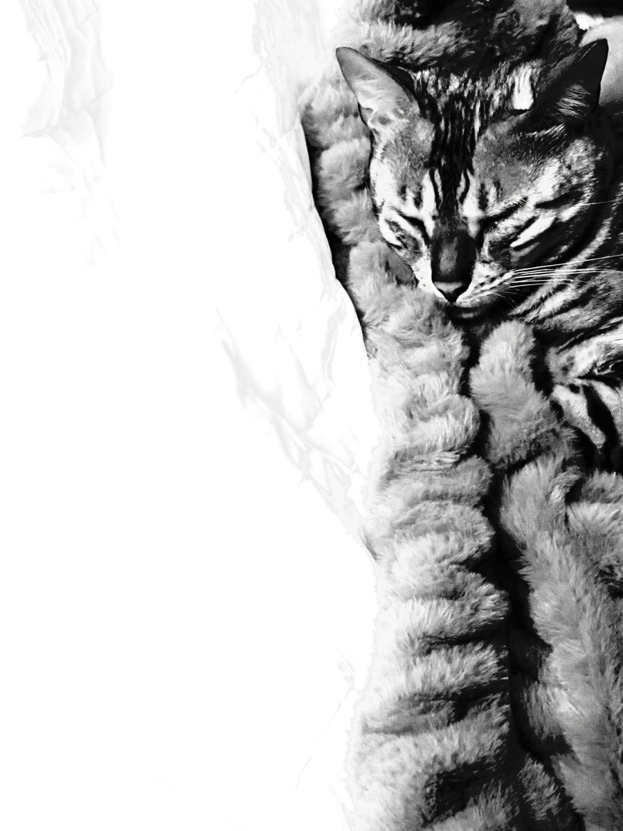 DonaldMustard's tweet image. 