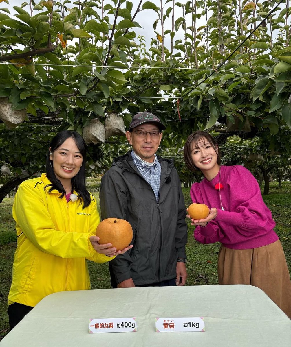 tokaitvannounce's tweet photo. 豊田市の梨農園から中継🍐
とっても大きな梨愛宕（あたご）をご紹介しました♪
堀内さんが持っているのが愛宕、私が持っているのは一般的な梨です。
大きさの違いは一目瞭然ですよね！！！
大きいものだと3キロ近くあるものもあったり...
#梨 #��宕 #纐纈琴巴 #スイッチサタデー https://t.co/P5HdCRQ5Ax