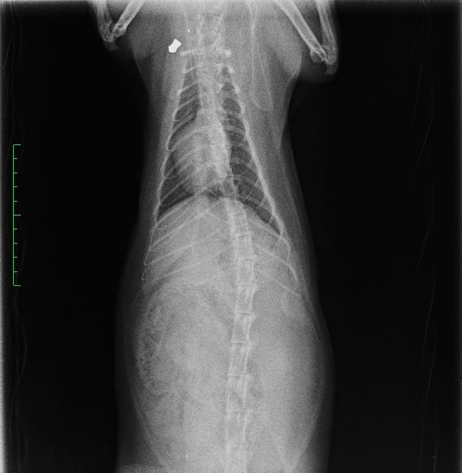 📍Hay alguien que se dedica a disparar perdigones a los gatos en el barrio de La Farola en Valladolid.
👉Están pidiendo colaboracion ciudadana por si alguien ha visto o escuchado algo. 
✨Si has visto algo, avisa a la <a href="/PoliciaMV/">Policía Municipal Valladolid</a> o al Centro Municipal de Protección Animal. 🙏