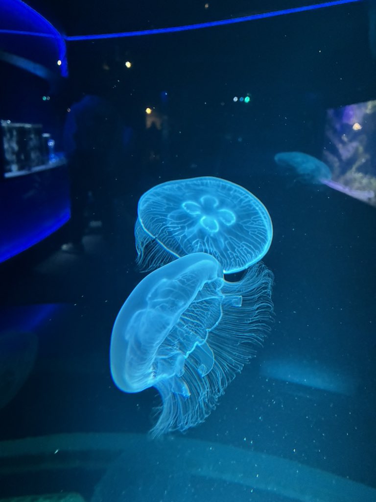 しにかけの海月 (@jellyfishfun11) / Posts / X