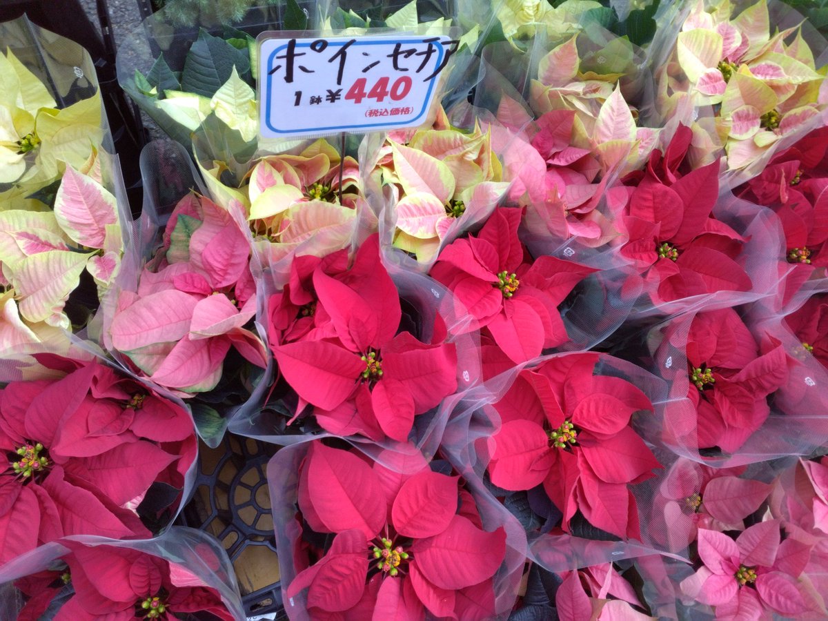 ワールドフラワー 本店（梶ヶ谷店） on X