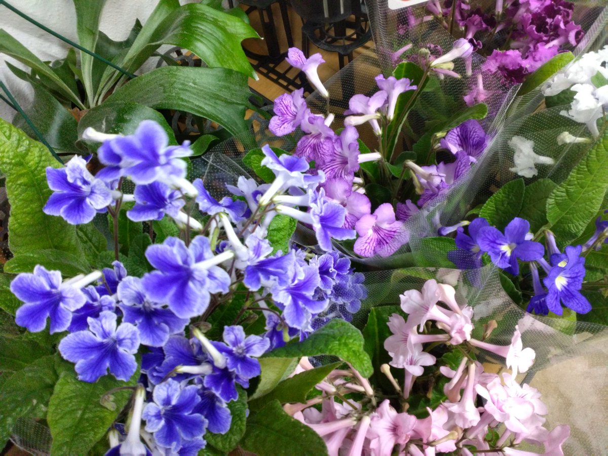 ワールドフラワー 本店（梶ヶ谷店） on X