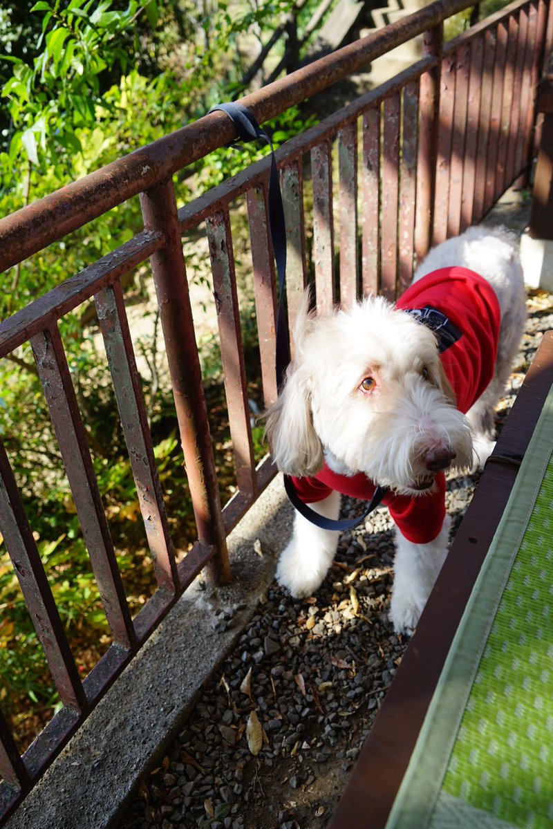 giantrogo's tweet image. 大平山でお昼ご飯、紅葉は来週が見頃？