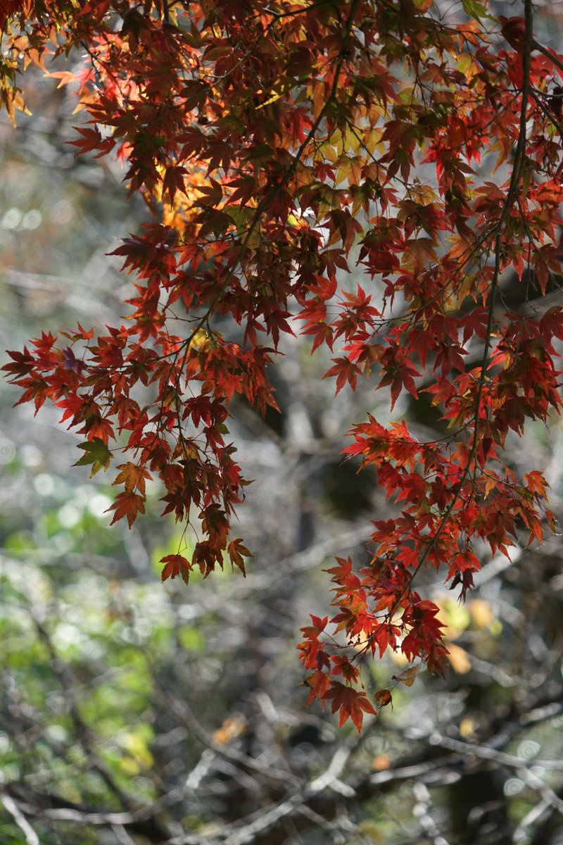 giantrogo's tweet image. 大平山でお昼ご飯、紅葉は来週が見頃？