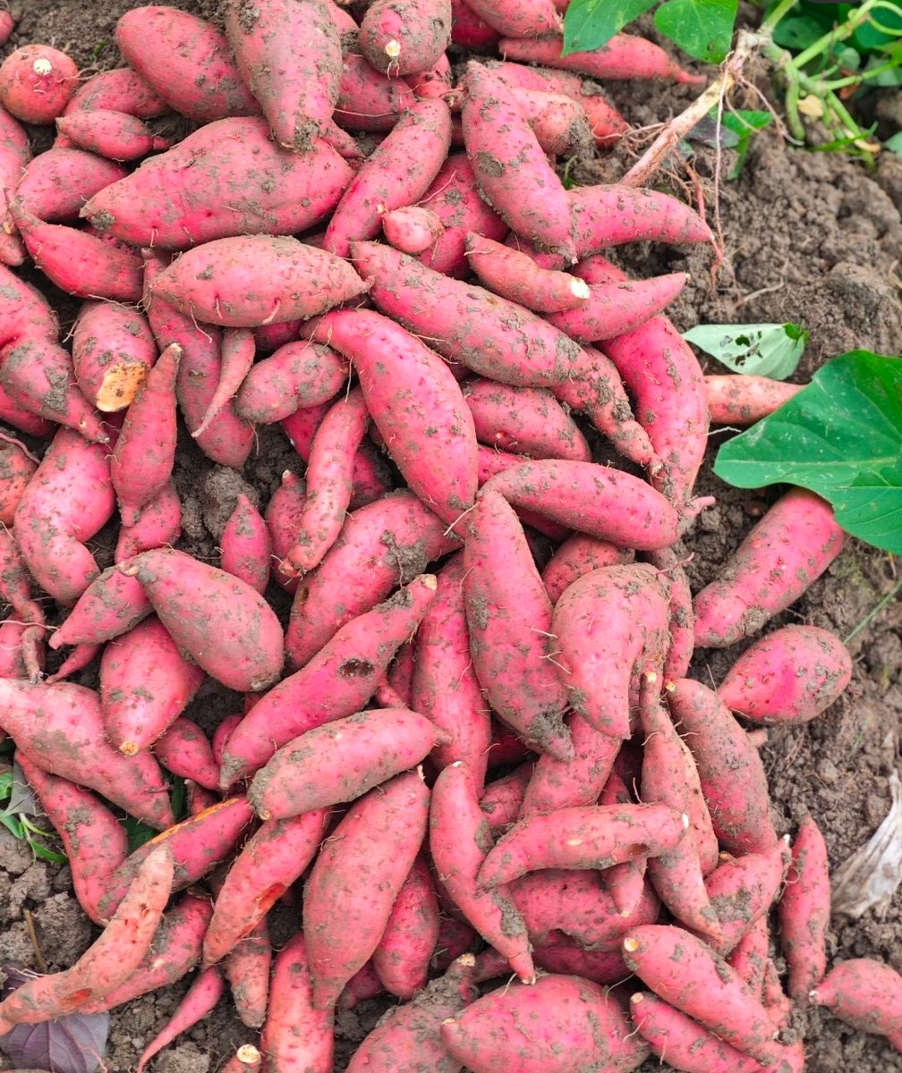 秋日丰收#秋#美食