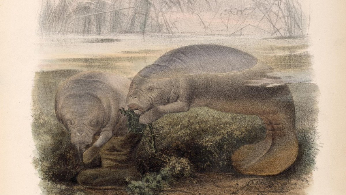 BioDivLibrary's tweet image. November is #ManateeAwarenessMonth! This beautiful Manatee #SciArt is from Biologia Centrali-Americana (1879-1882), illustrated by Josef Wolf. biodiversitylibrary.org/page/570882 #ILoveBHL #OpenAccess #SaveTheManatee #SeaCow 🧪🌎📖🌱