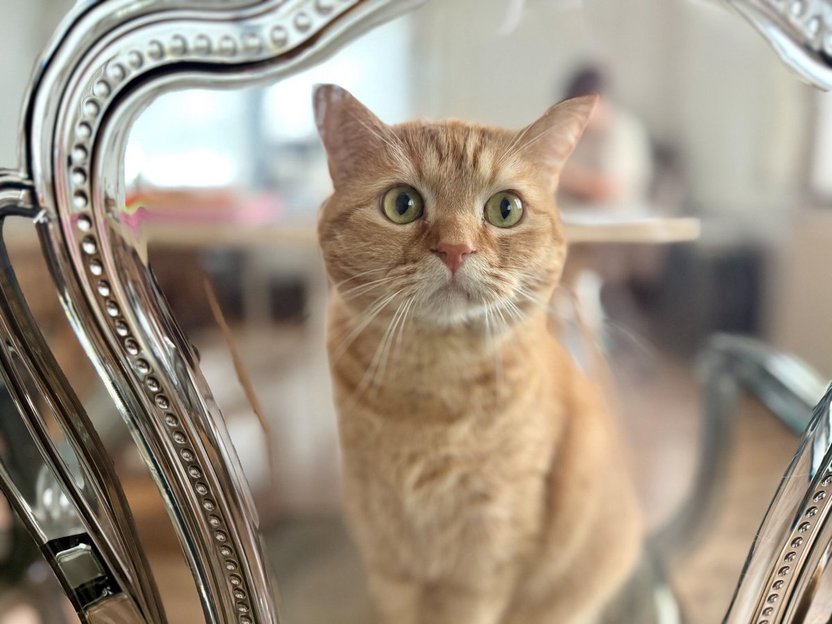 Guten Morgen ihr Lieben. Guck mal meine Superkraft, ich kann durch Stühle gucken. Wünsche euch ein schönes Wochenende 🥰
#katzen #cats #katze #tier #animal #love #tiere #animals #cat #katzenliebe #stubentiger #red #indoor #fun #iPhone16Pro #thüringenfotografie