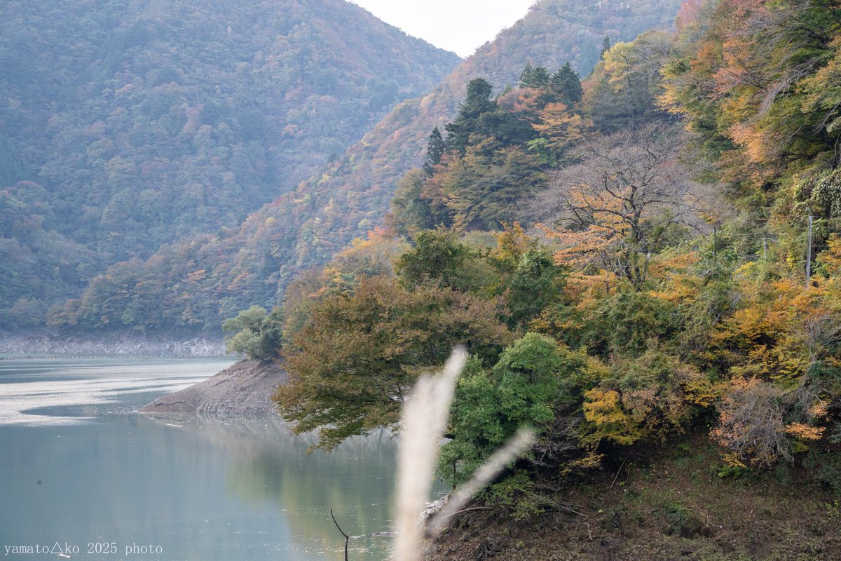 2025年11月25日
#豊根ダム 
#紅葉