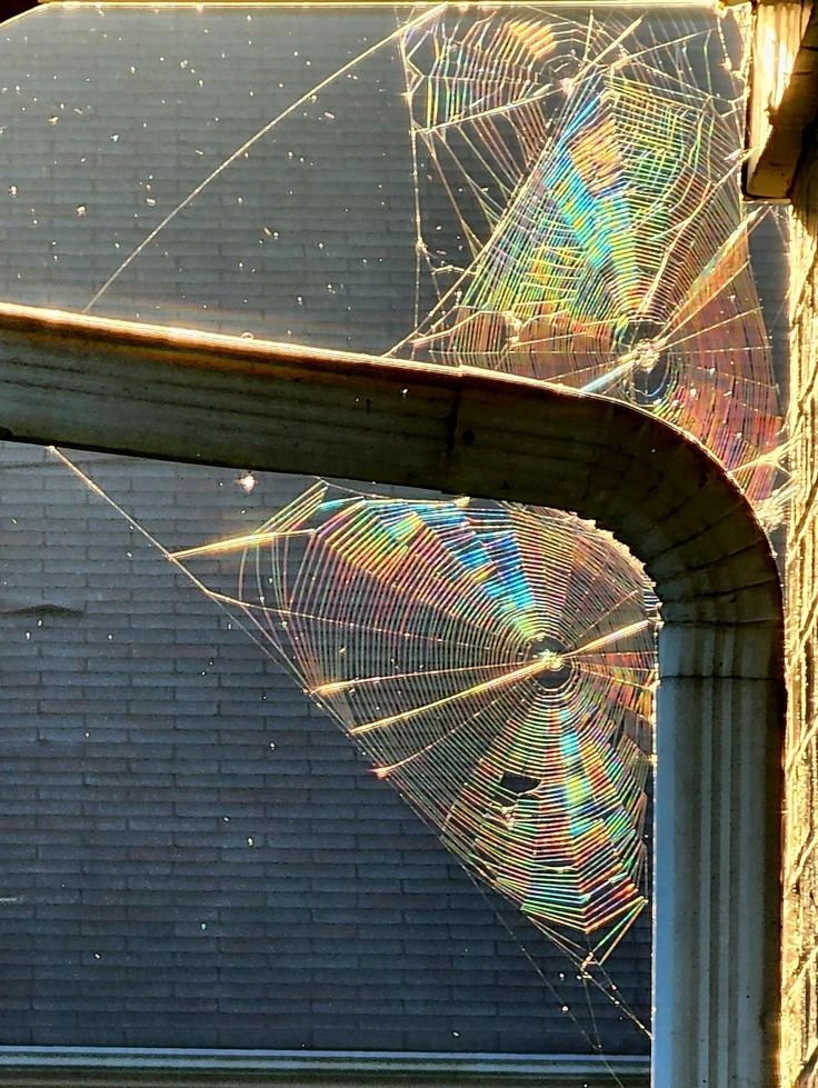 lavieestbelIe's tweet photo. Spider webs are so pretty https://t.co/3ebJV62kMx