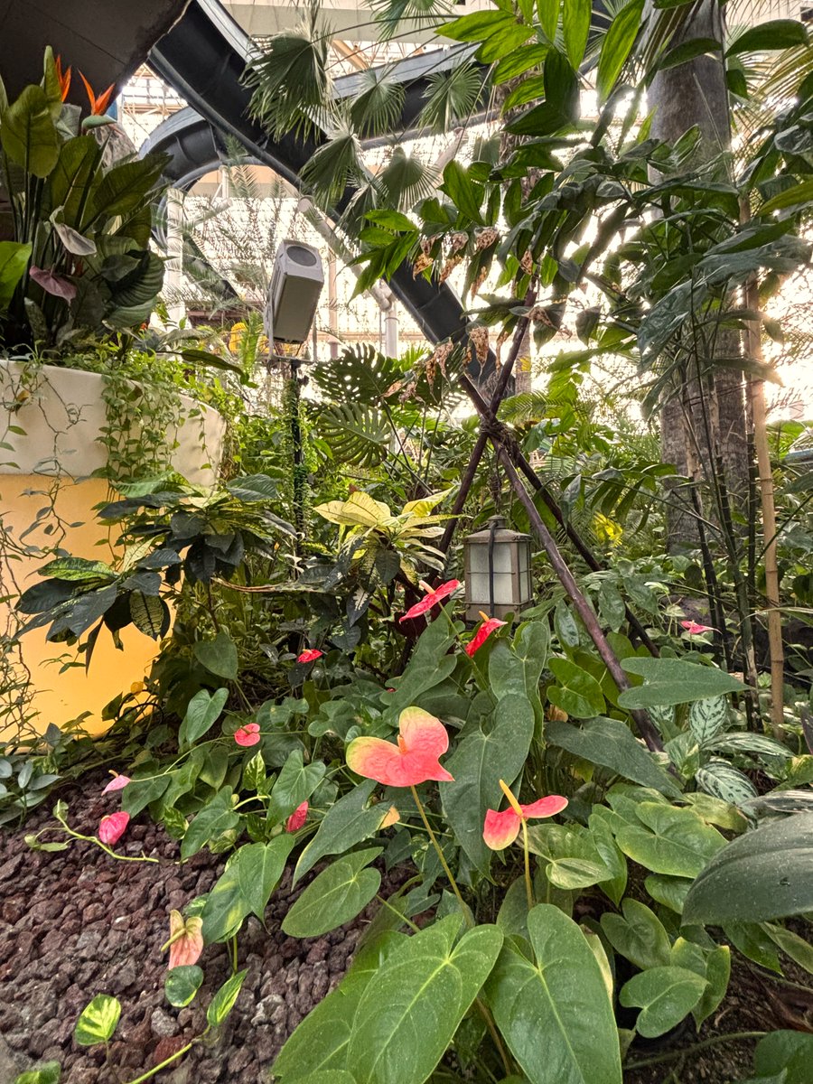 福島県も各地で紅葉が見ごろですが…🍁
ハワイアンズは変わらず、南国の植物たちが幅をきかせていますね😌💦