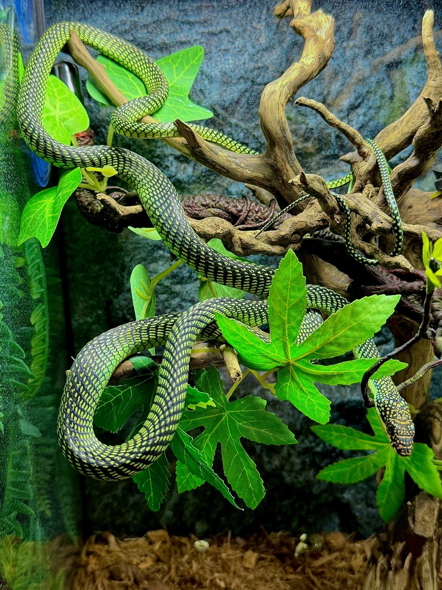 パラダイストビヘビ🐍