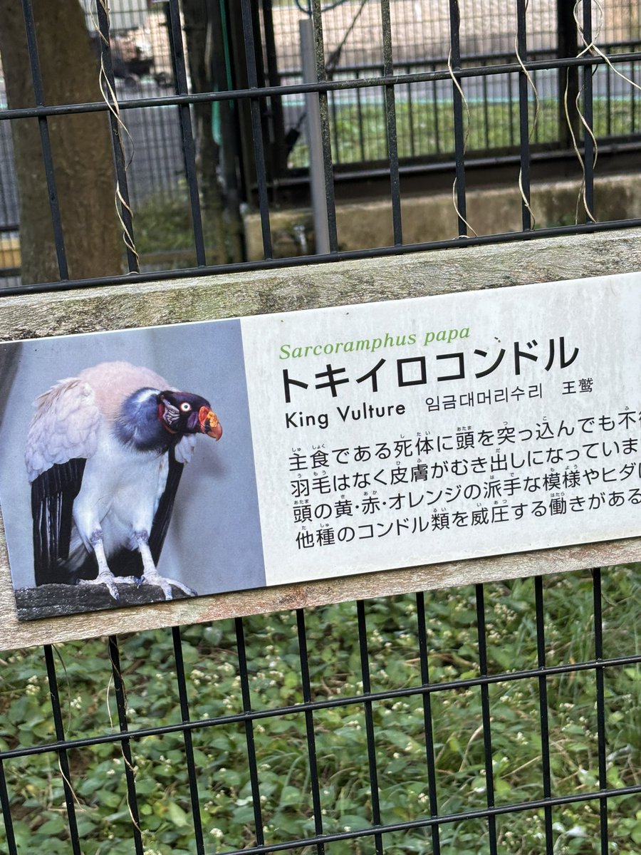 魔仮ファガス 祭悪サイチョウ