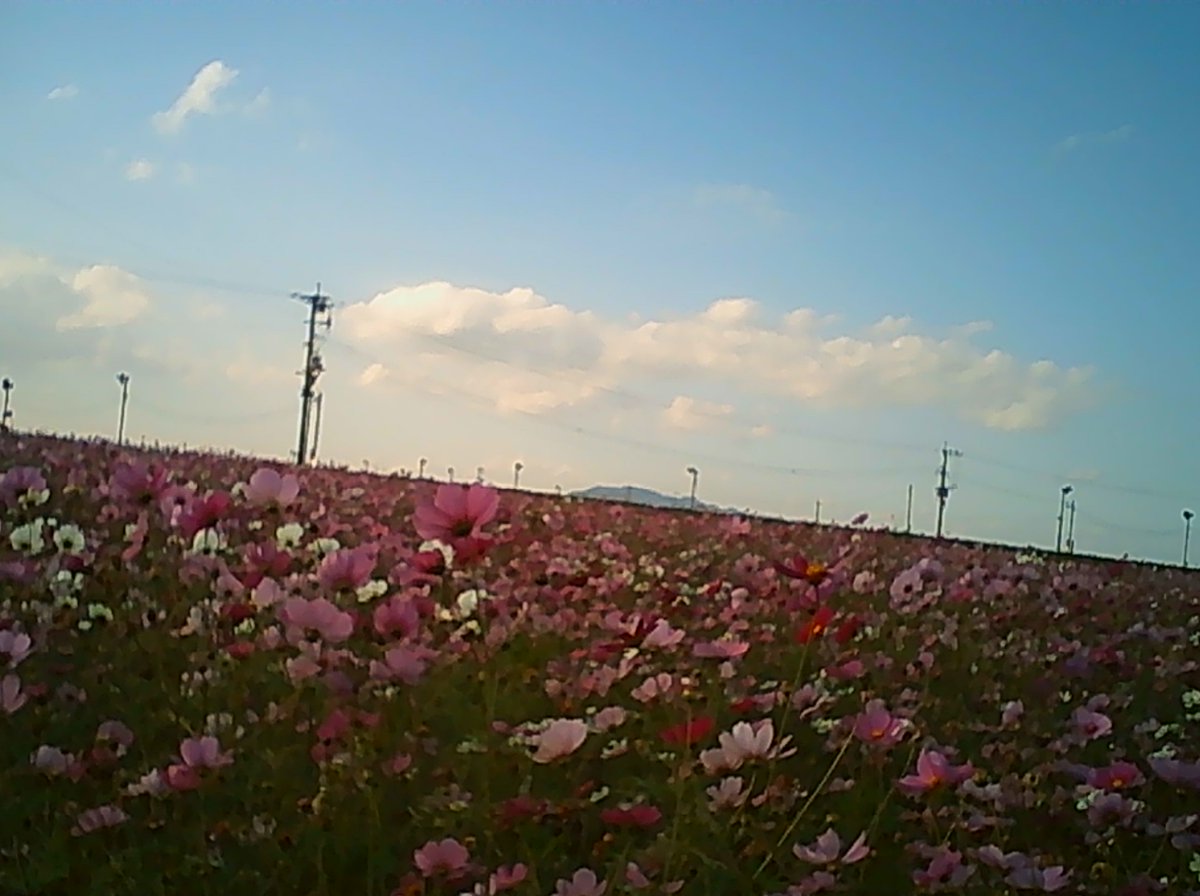 still_goforit's tweet image. #PIENIFLEX の練習。
縦の位置の感覚がだんだんと解ってきました。
光が足りないカメラですが、それがいい色合いを出してますね。