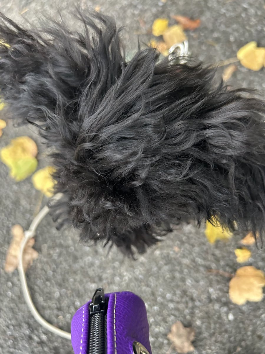 horottoilvetro tweet media