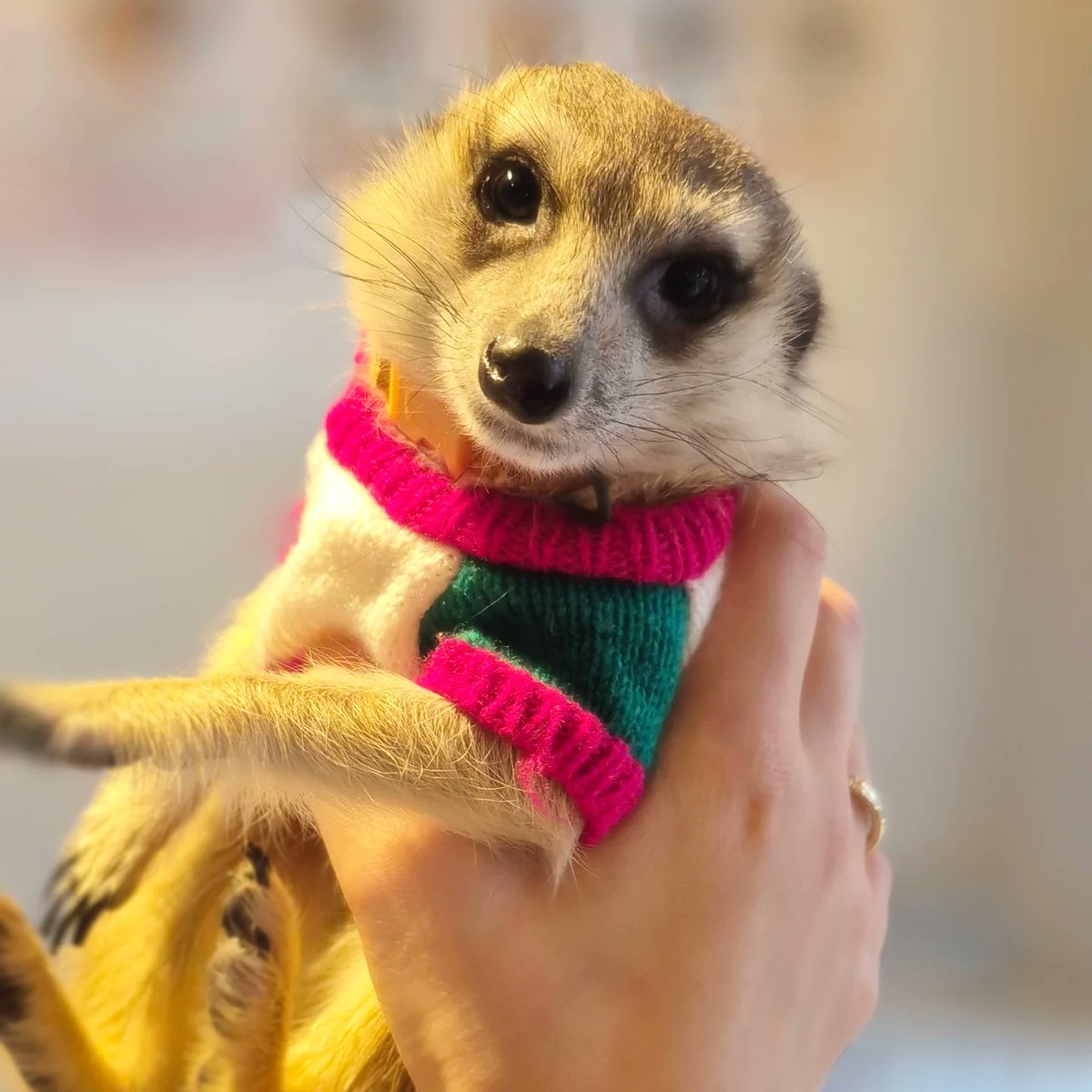 googoo_cafe's tweet image. 今日は、甘えん坊な サルサちゃん のご紹介🐾🩷
最年長クラスのサルサちゃんお迎え決まりました👏

【お願い】

本日、海外からのお客様にミーアキャットの誤飲防止のためアクセサリーを外していただくようお願いしたところ、…