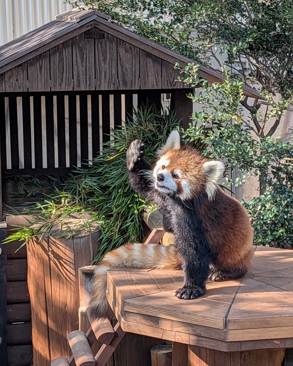 しろくま様確認ページ 夏帯] 夏 名古屋帯 白くまメガネ (麻 白色) 日本製 シロクマ 丸