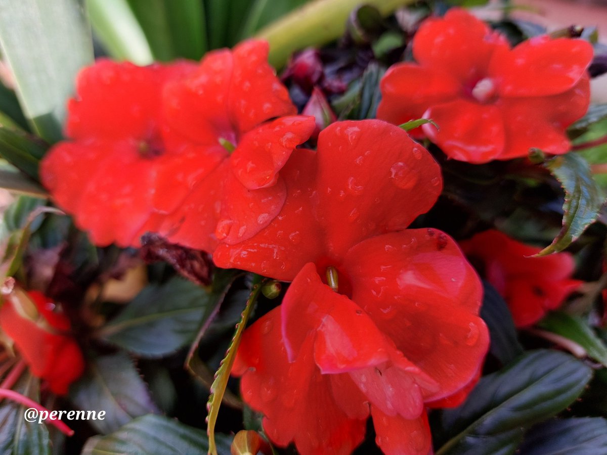 Las últimas de Filipinas. Aún queda color en el jardín ( por poco tiempo ).
#BuenosDías #8Nov