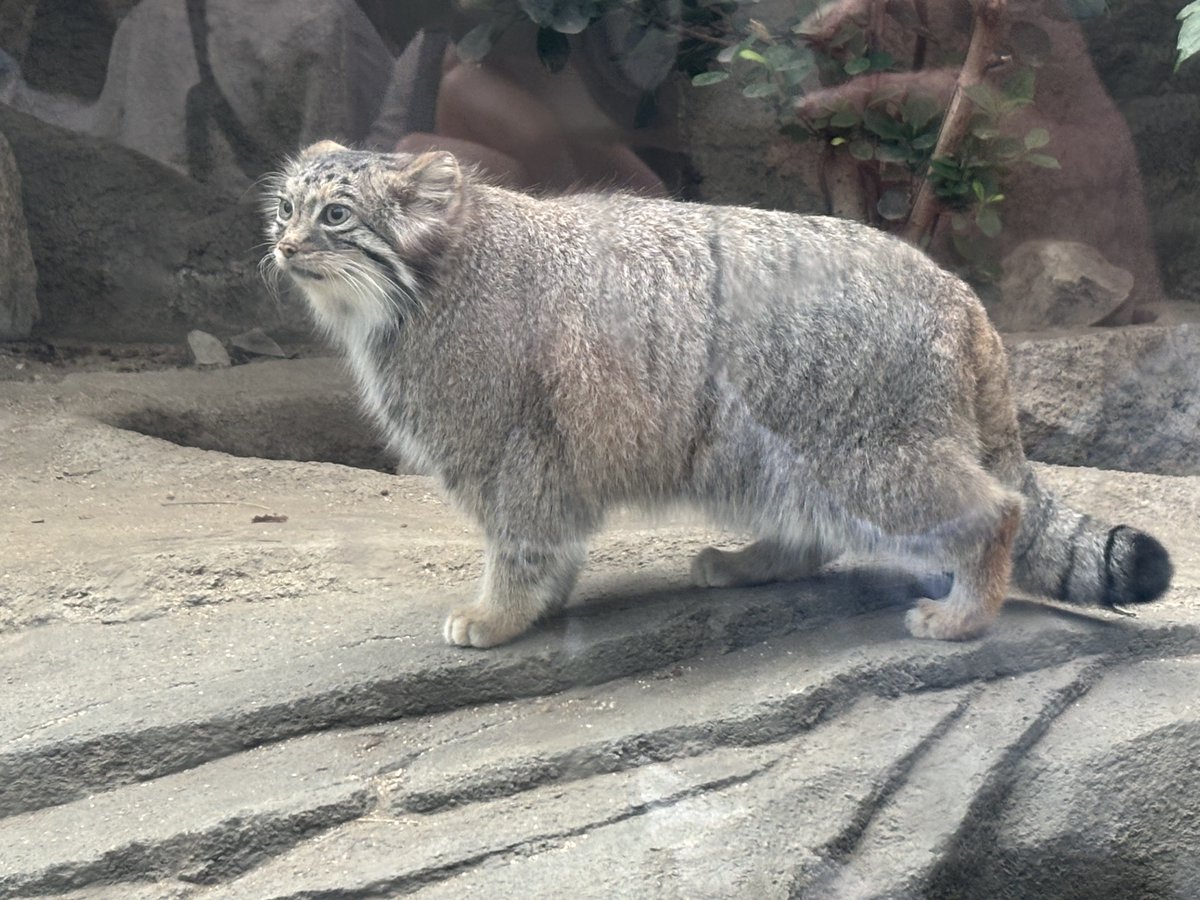 マヌルネコ moritaku on X