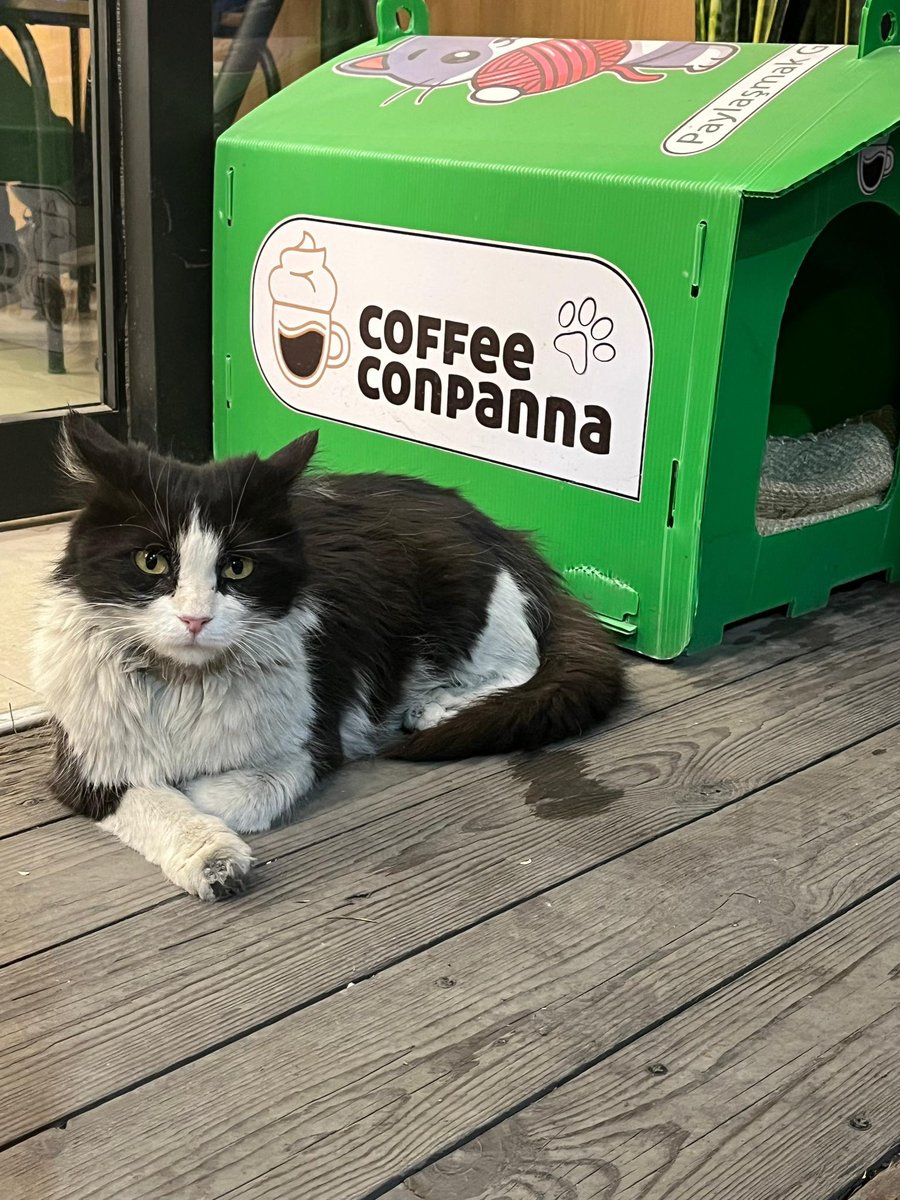coffeeconpanna_'s tweet photo. ما تو تمام شعبه های کن‌پانا واسه گربه خوشگلامون خونه درست می‌کنیم و هواشونو داریم🫠 https://t.co/CShmbEgRQ0