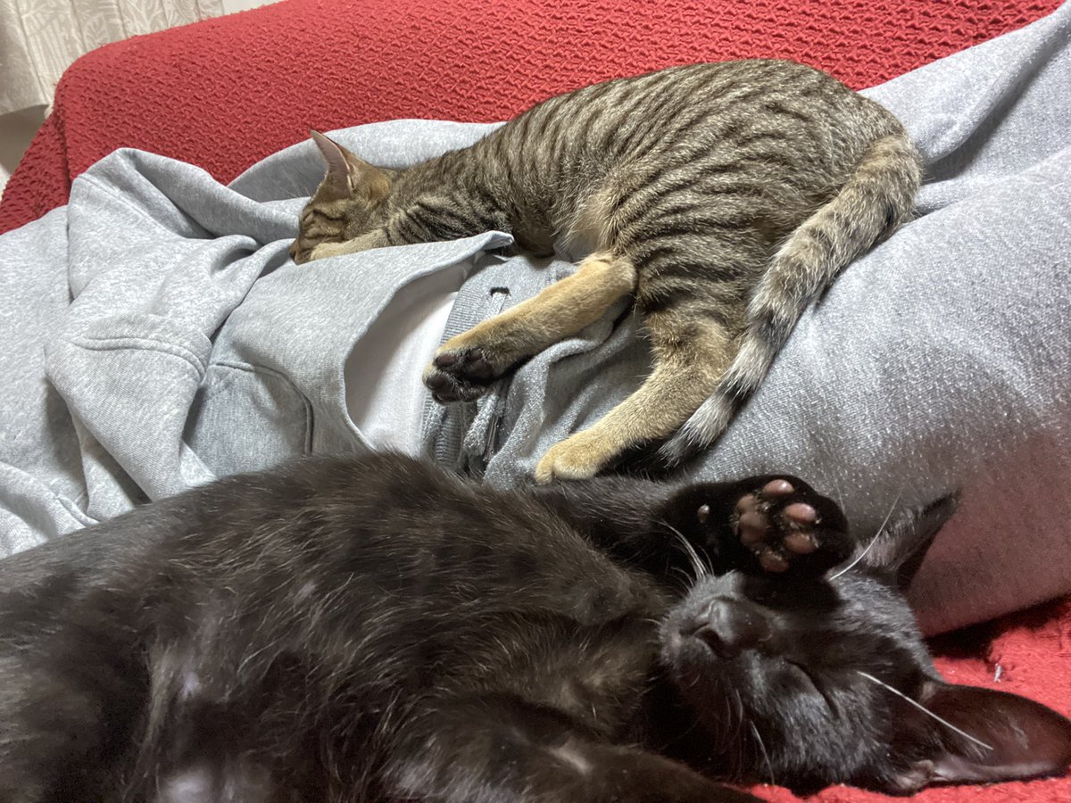 Fi4_vl's tweet photo. この茶色いやつ
もう1匹は落として自分だけ
勝ち誇った顔して寝てやがる https://t.co/r8ClWiSnM4