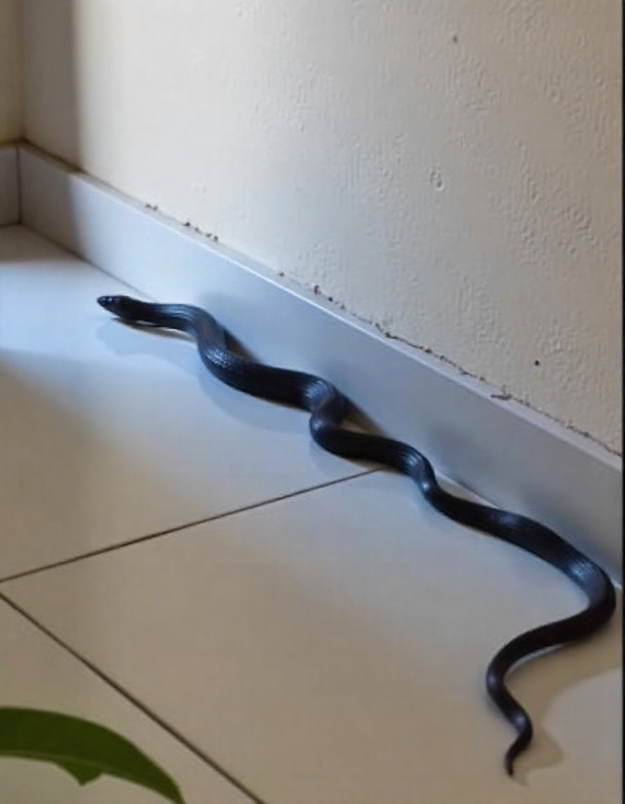 EmmanuelOswaldx's tweet image. POV: You walk into your room for a chill night and THIS is waiting by the door. 
What would you do 🤔
 #SnakeInTheHouse #SendHelp #WhyMe"