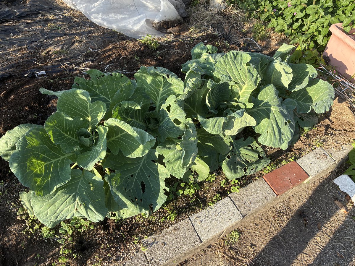 adieu1026K's tweet photo. 枝豆収穫後から少し休んで9月下旬に苗から育て始めたキャベツ
6週間で葉がネットにあたり狭くなってきたのでネットを外してみたら結球が始まってた！ https://t.co/gRWzSI1mEt