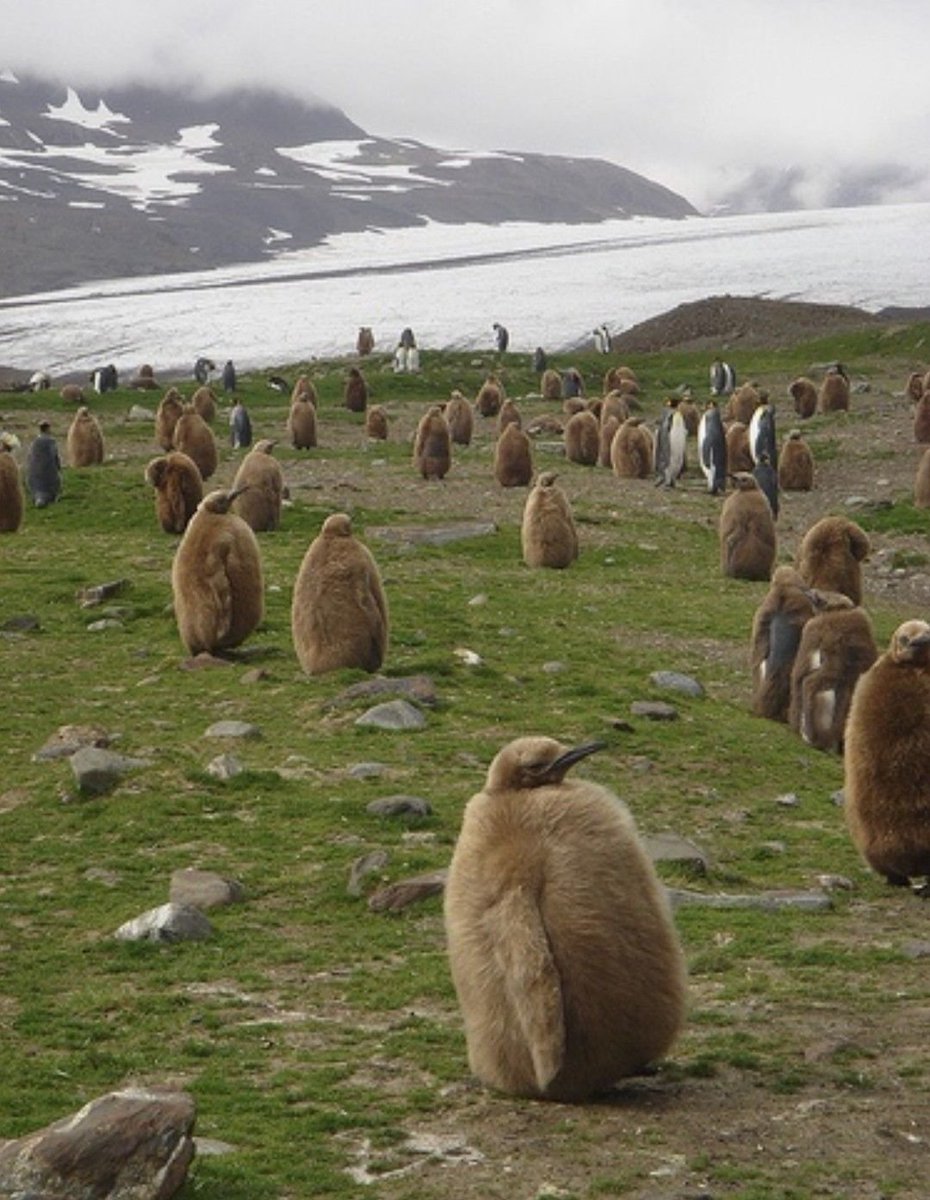 lavieestbelIe's tweet photo. King penguin chicks aren't talked about enough https://t.co/Dv0gFPz84J