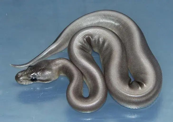 AMAZlNGNATURE's tweet photo. A rare silver morph ball python https://t.co/HQkbTMsEQL