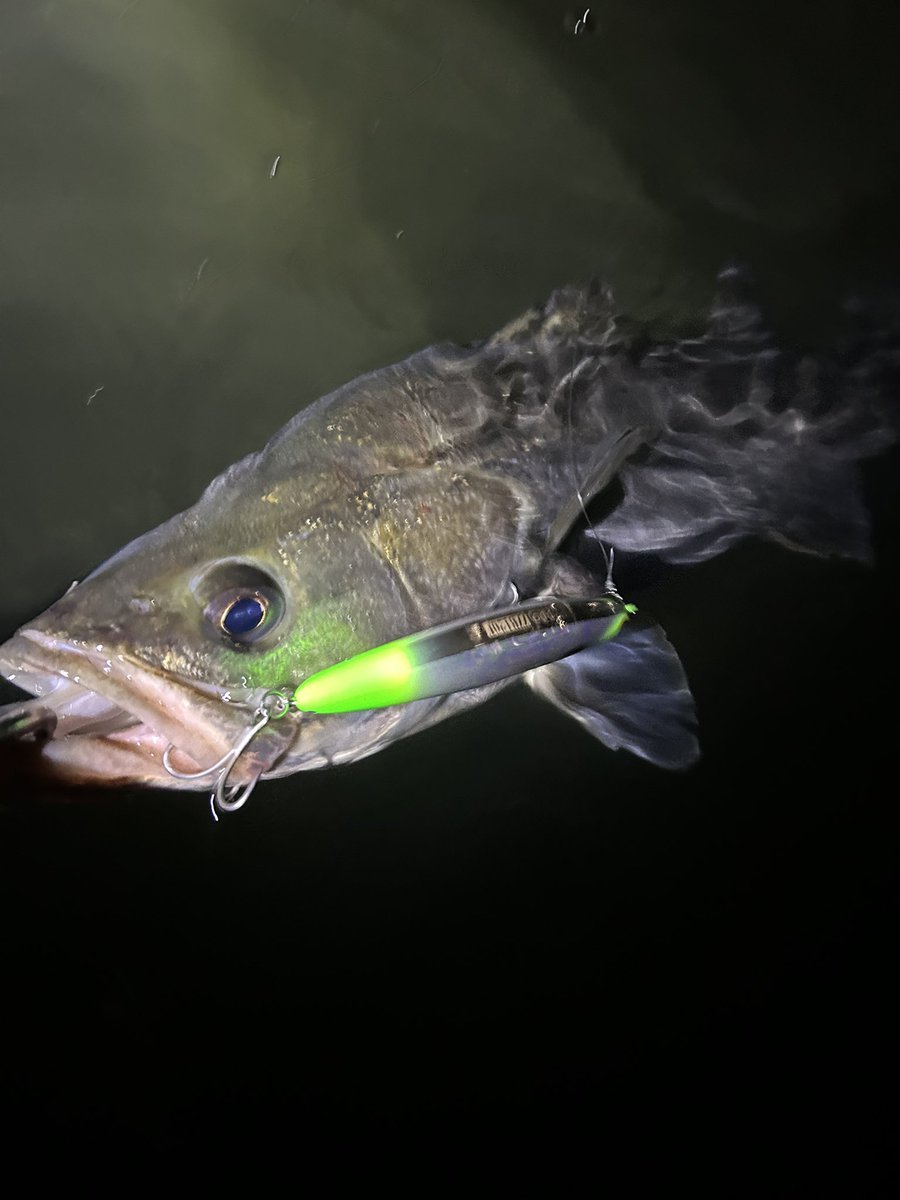 よなおし)太郎@湾奥シーバス on X